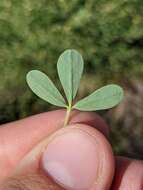 Слика од Baptisia lecontei Torr. & A. Gray