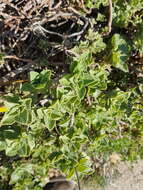 Image de Plectranthus neochilus Schltr.