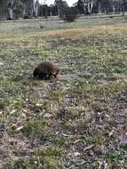 Image of Tachyglossus aculeatus aculeatus (Shaw 1792)