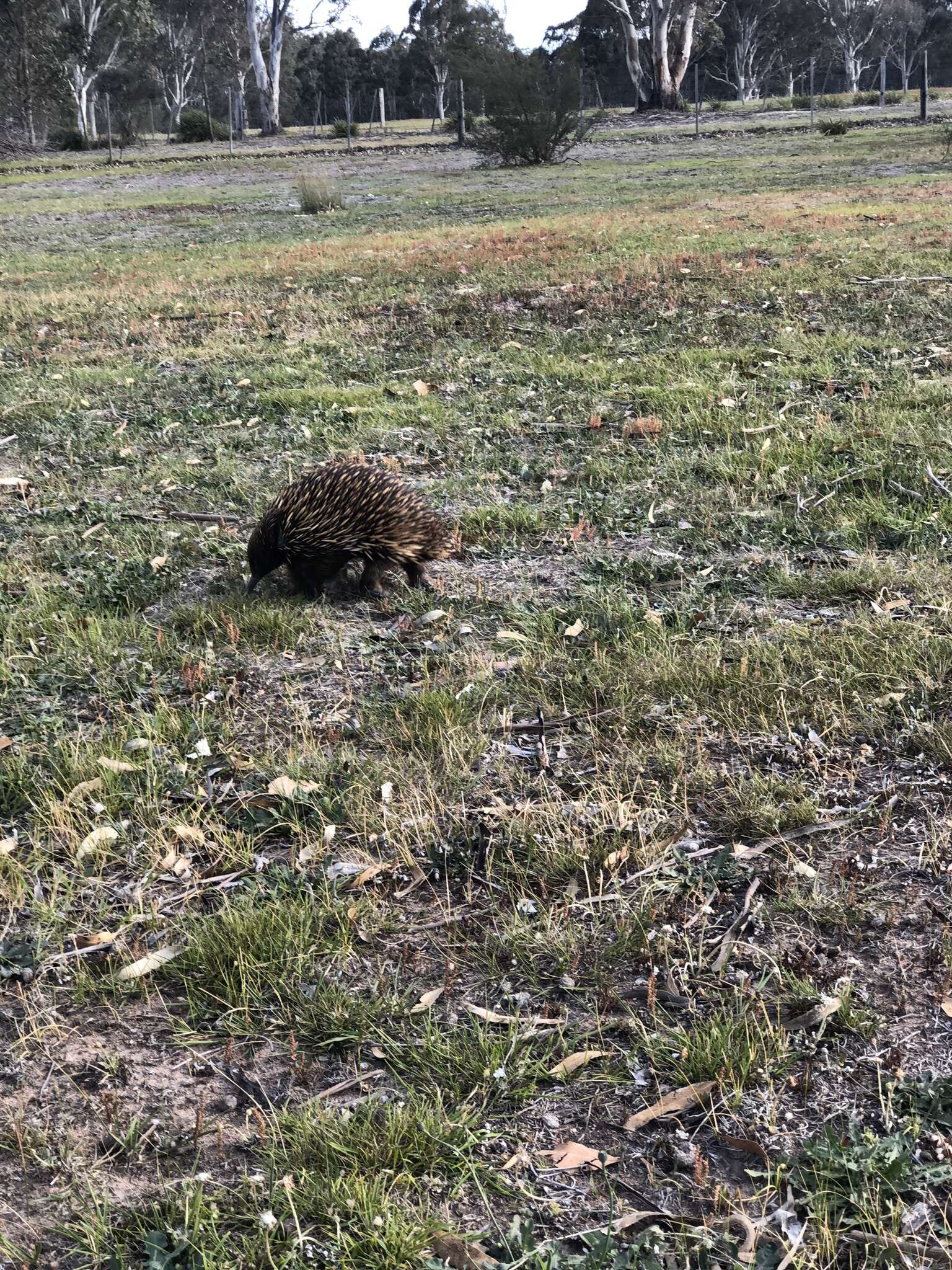 Sivun Tachyglossus aculeatus aculeatus (Shaw 1792) kuva