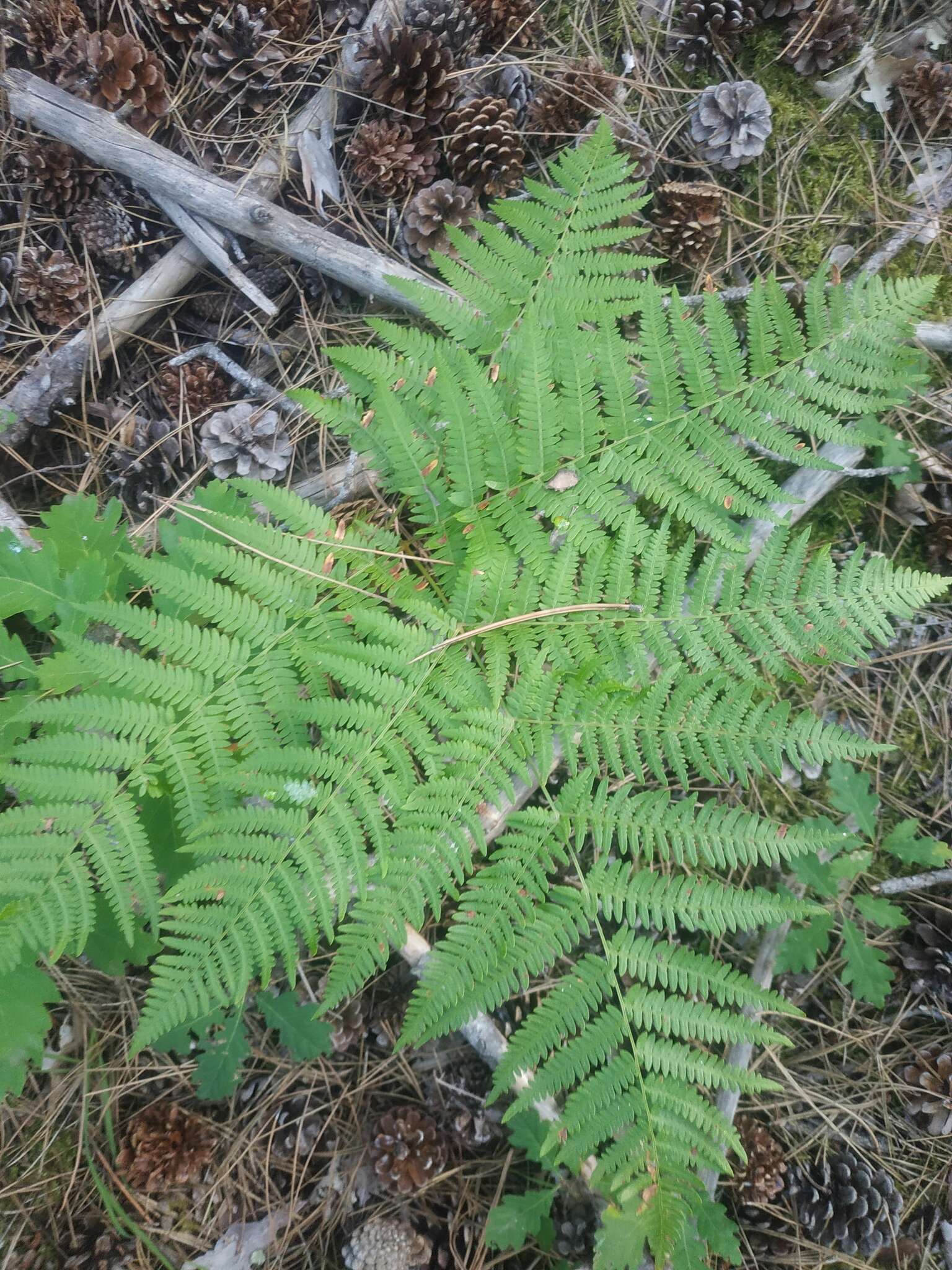 Image of Pteridium aquilinum subsp. aquilinum