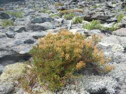 Imagem de Rhododendron tomentosum subsp. decumbens (Aiton) Elven & D. F. Murray