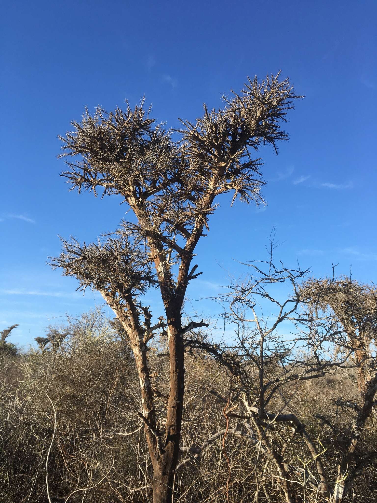 Image of Alluaudia comosa (Drake) Drake