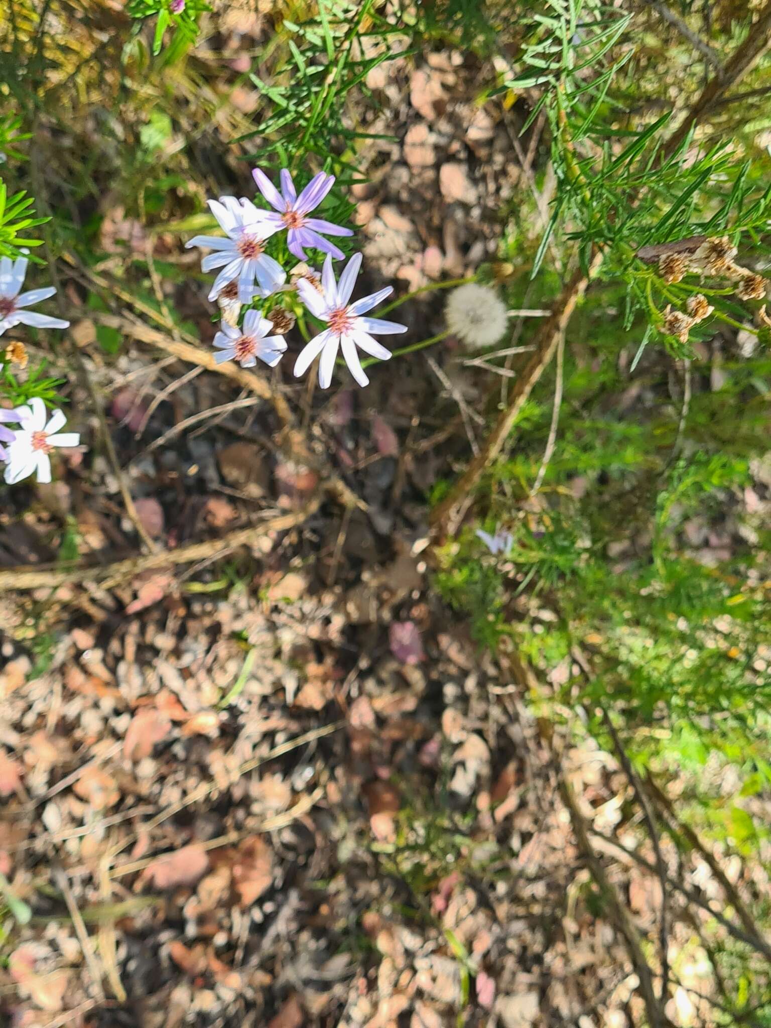 Olearia tenuifolia (DC.) Benth. resmi