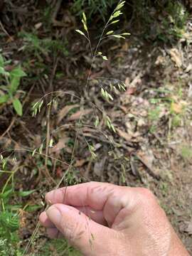 Image of Poa meionectes Vickery