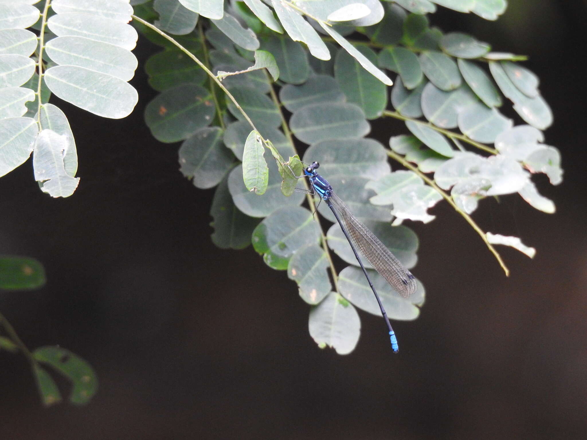 Image of Phylloneura westermanni (Hagen ex Selys 1860)