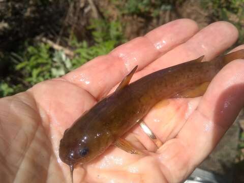 Image of Flat Bullhead