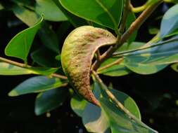 Image of Cuban Laurel Thrips