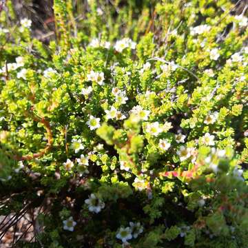 Image of Diosma guthriei Glover