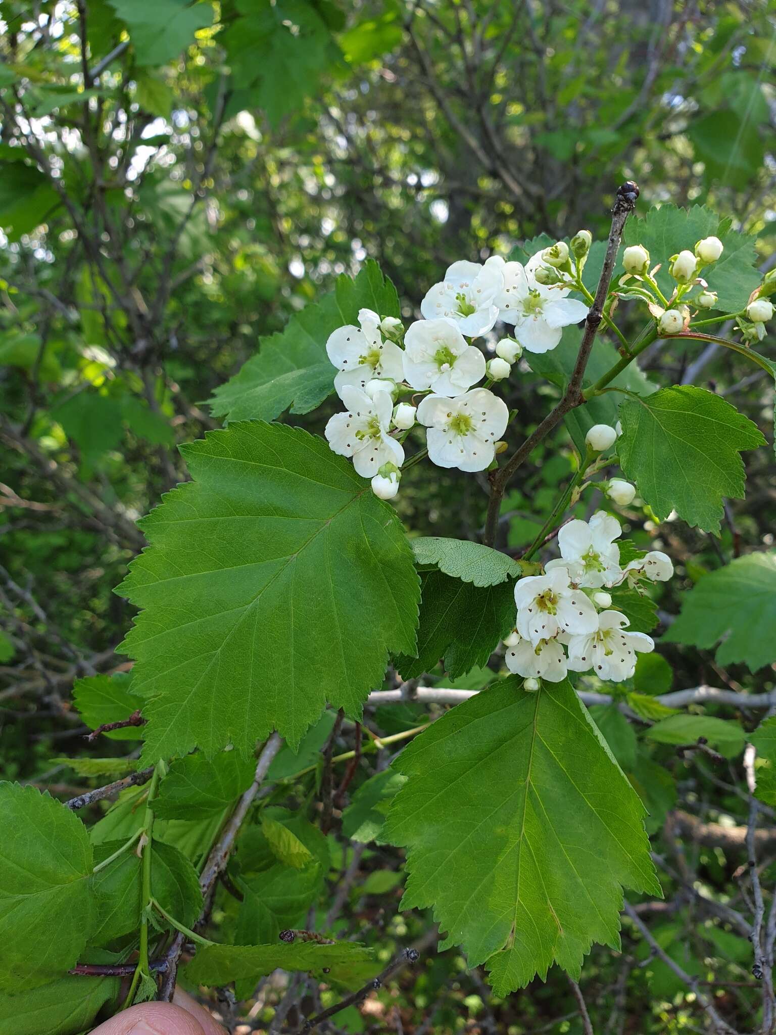 Imagem de Crataegus macrosperma Ashe