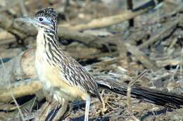 Image of Lesser Roadrunner
