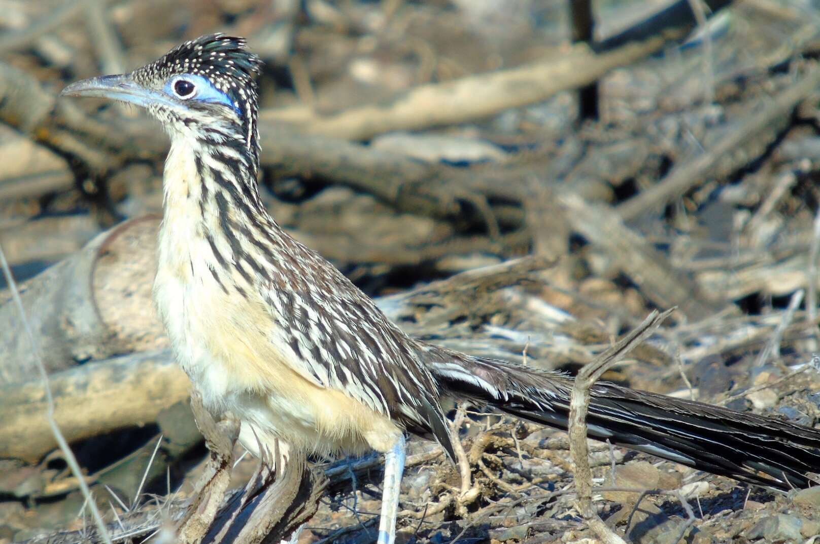 Image of Lesser Roadrunner