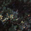 Image of Homoranthus lunatus L. A. Craven & S. R. Jones