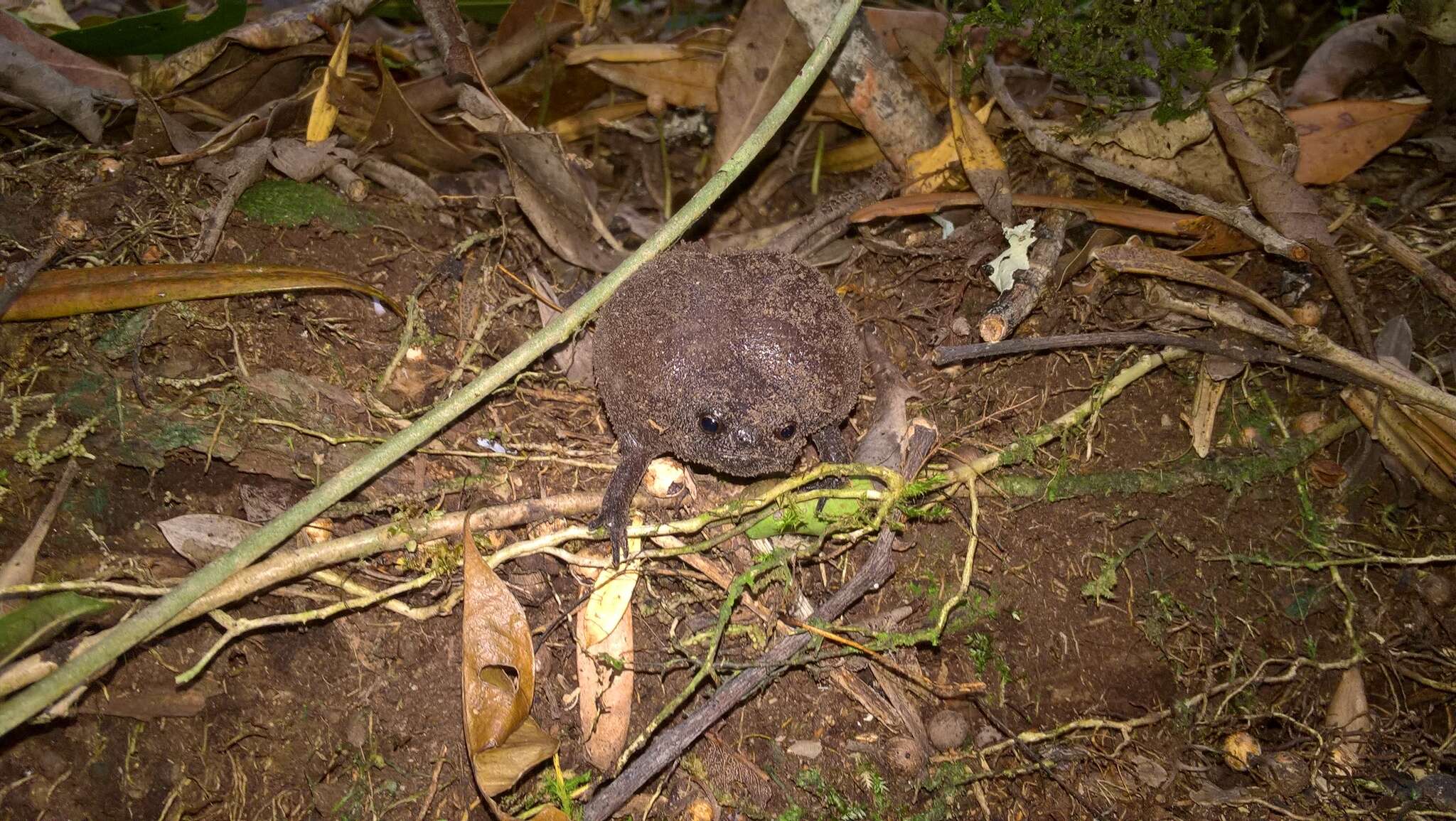 Image of Black Rain Frog