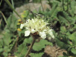 Image of Cephalaria dagestanica Bobrov