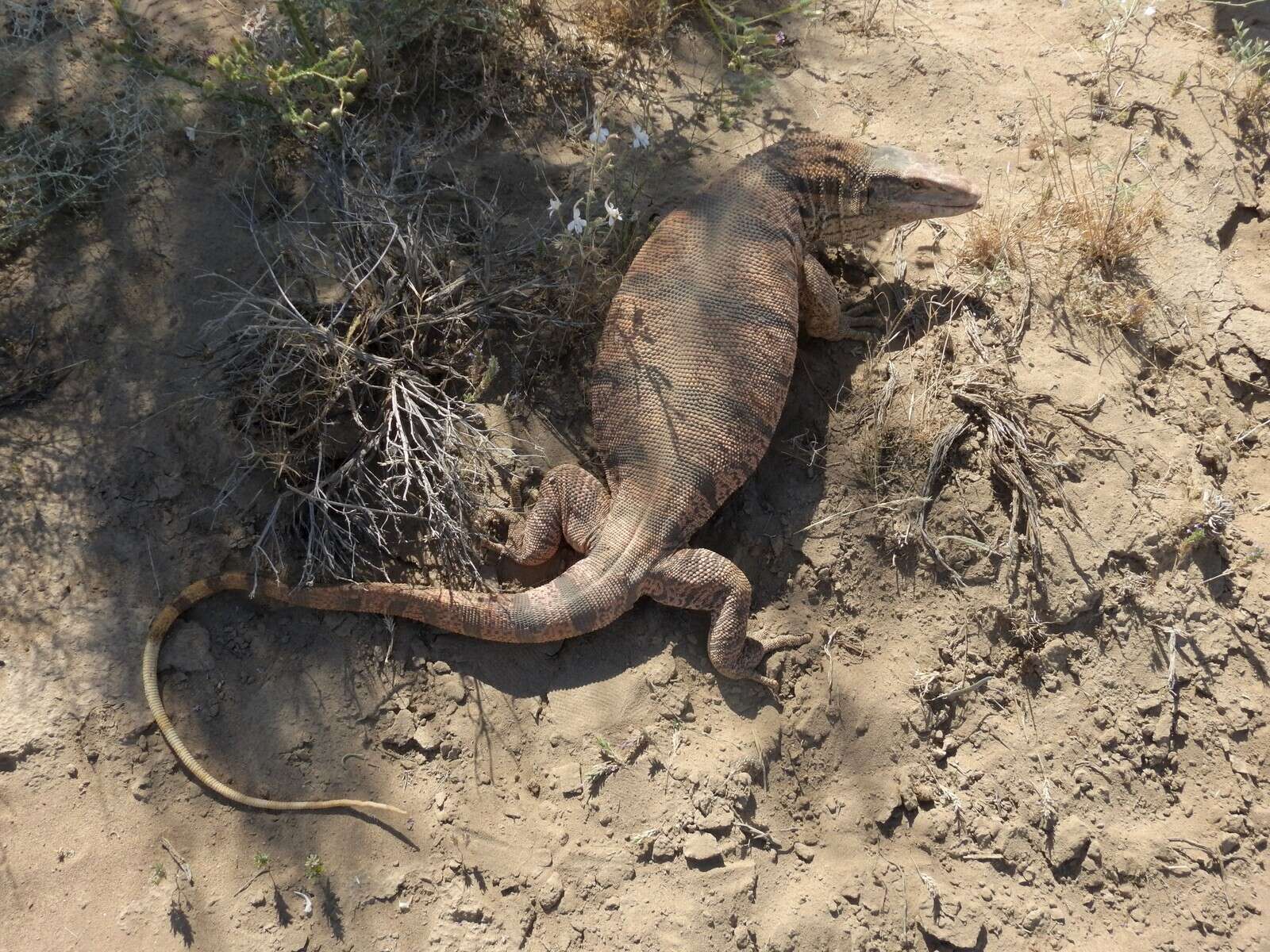 Image of Varanus griseus caspius (Eichwald 1831)