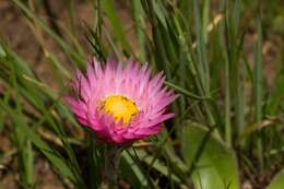 Image de Helichrysum ecklonis Sond.