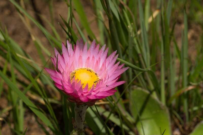 Image of Helichrysum ecklonis Sond.