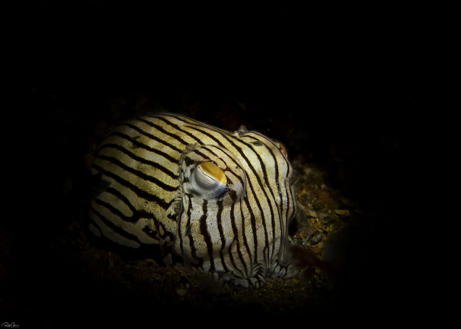 Image of Striped Pyjama Squid