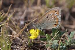 Coenonympha amaryllis Cramer 1782 resmi