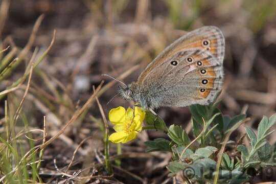 Image of Coenonympha amaryllis Cramer 1782