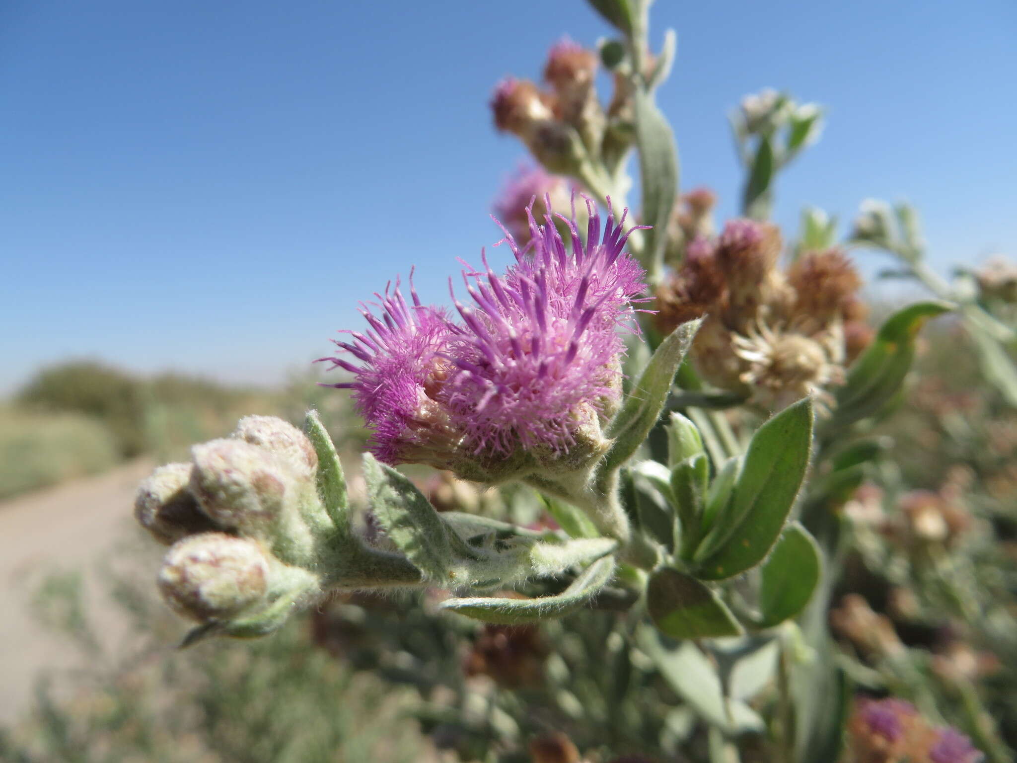 Pluchea sericea (Nutt.) Coville resmi