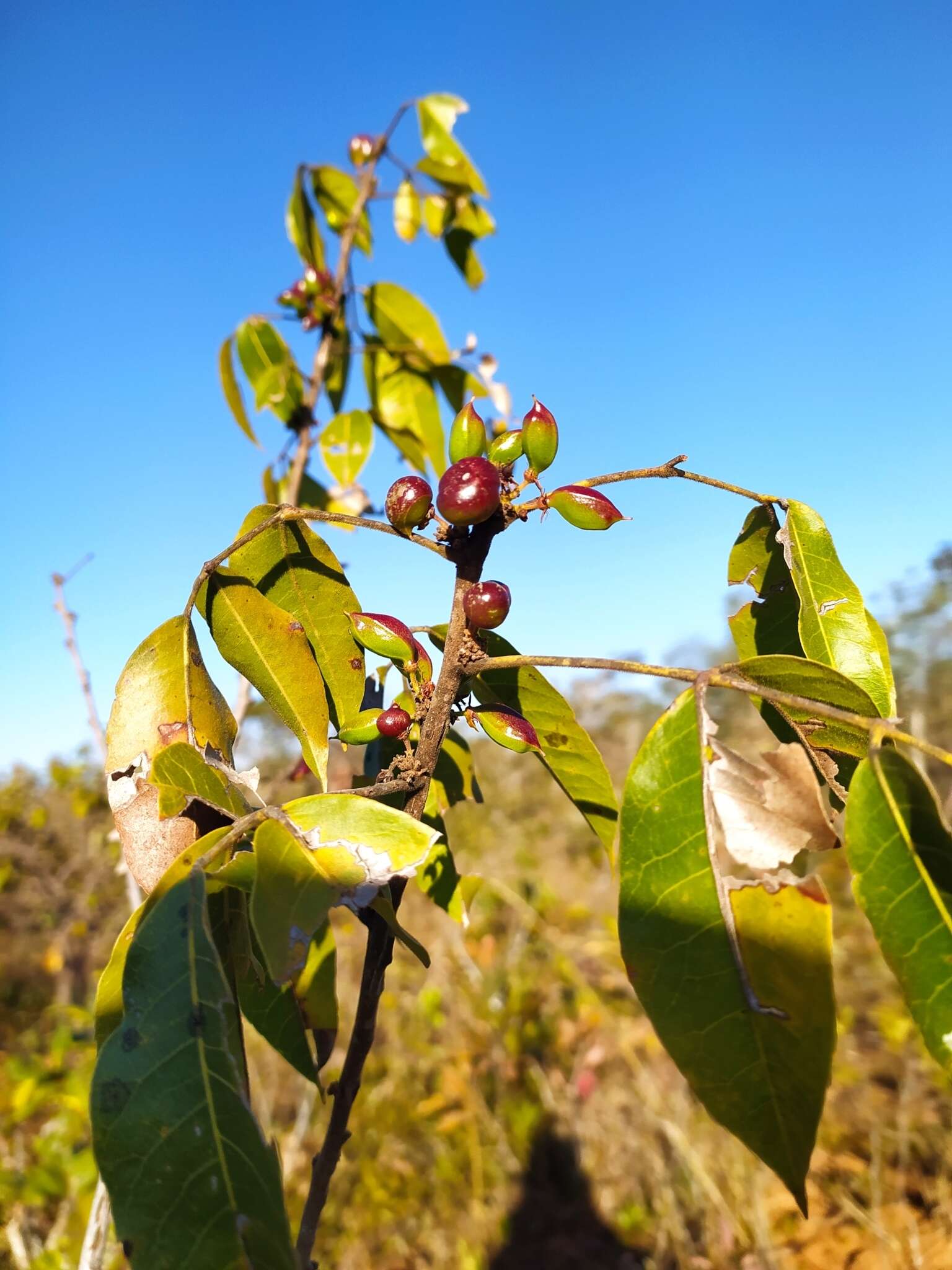 Image of Protium ovatum Engl.