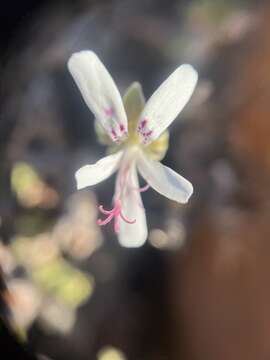 Imagem de Pelargonium xerophyton Schltr. ex Knuth