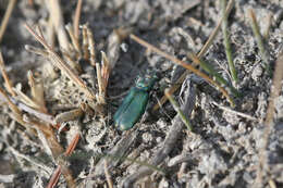 Image of Cicindela (Cicindelidia) amargosae Dahl 1939