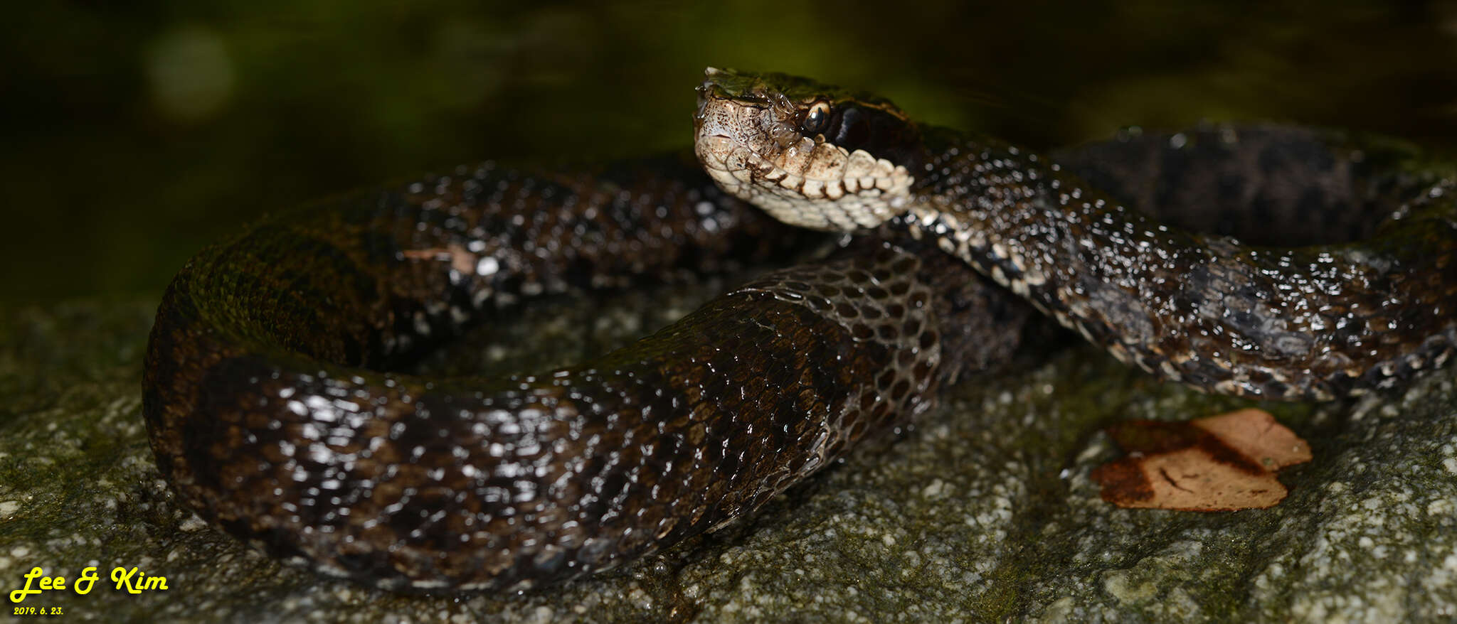 Image of Gloydius tsushimaensis (Isogawa, Moriya & Mitsui 1994)