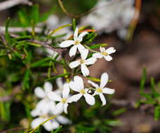 Image of Ricinocarpos pinifolius Desf.