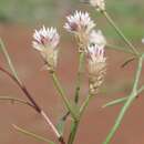 Ptilotus corymbosus R. Br.的圖片