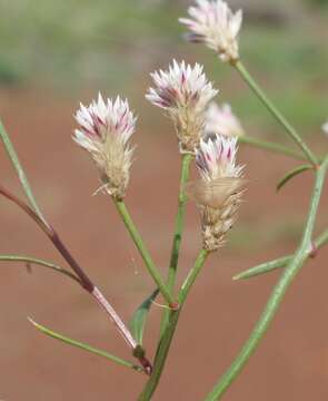 Ptilotus corymbosus R. Br.的圖片