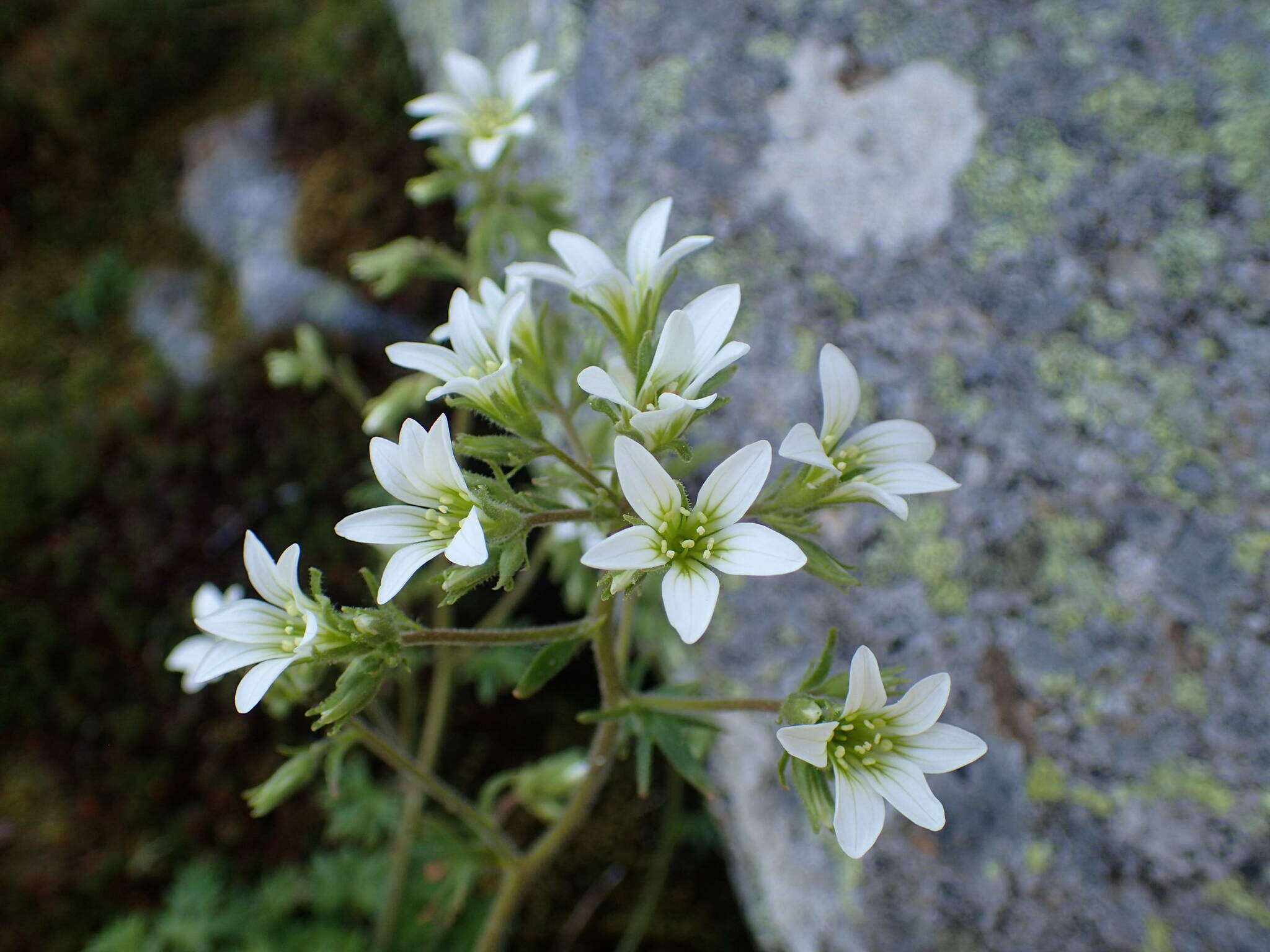 Sivun Saxifraga geranioides L. kuva