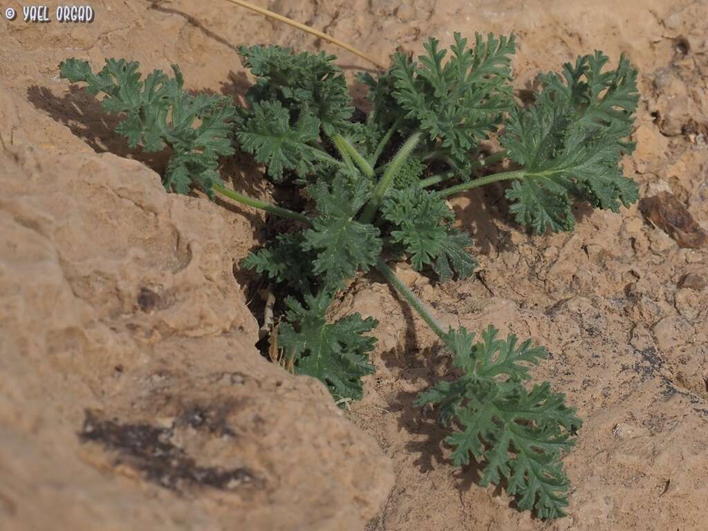 Sivun Erodium crassifolium (Forsk.) L'Hér. kuva