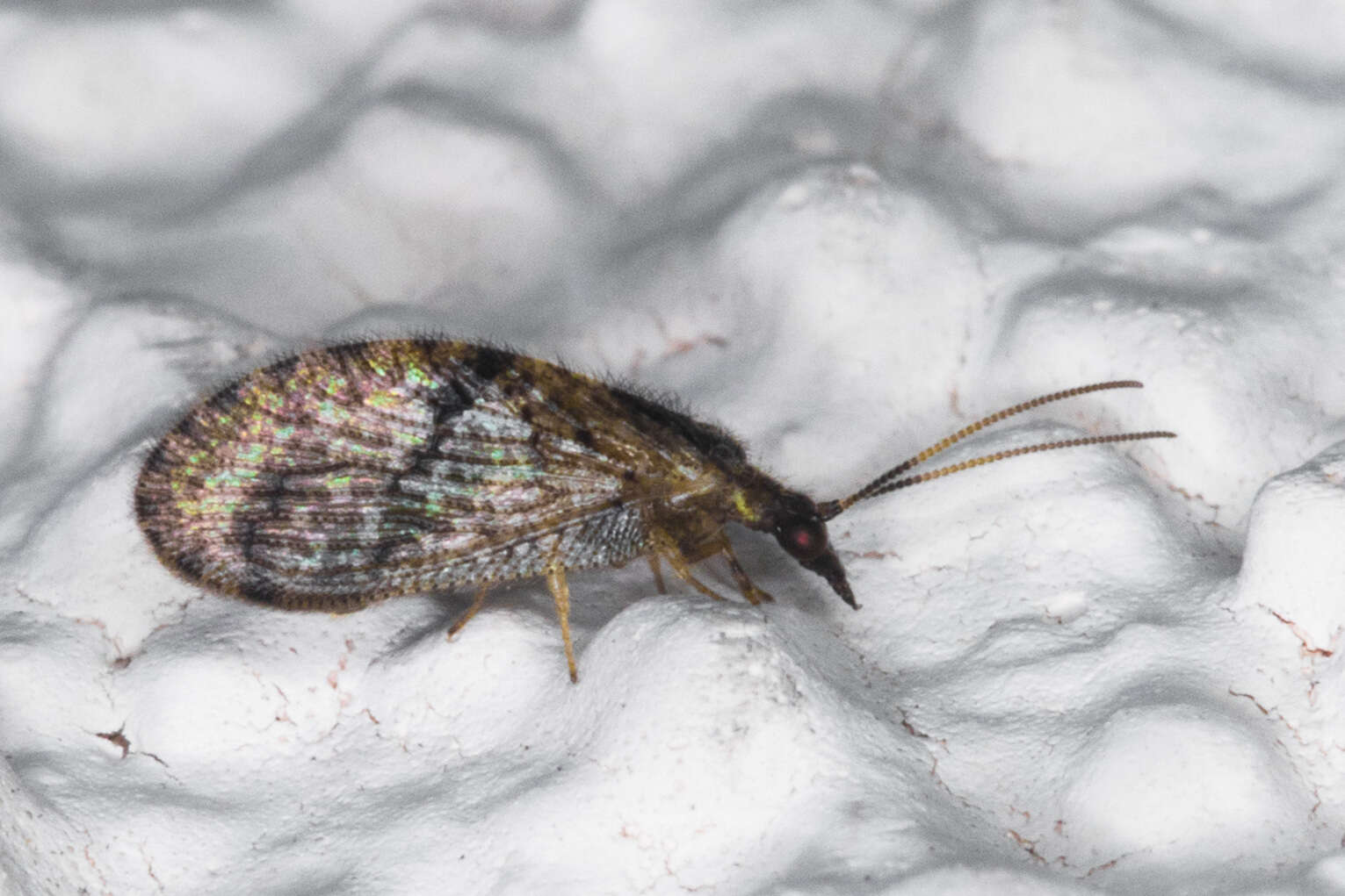 Image of Barber's brown lacewing