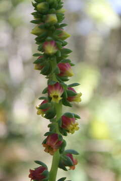 Image of Echeveria megacalyx Walther