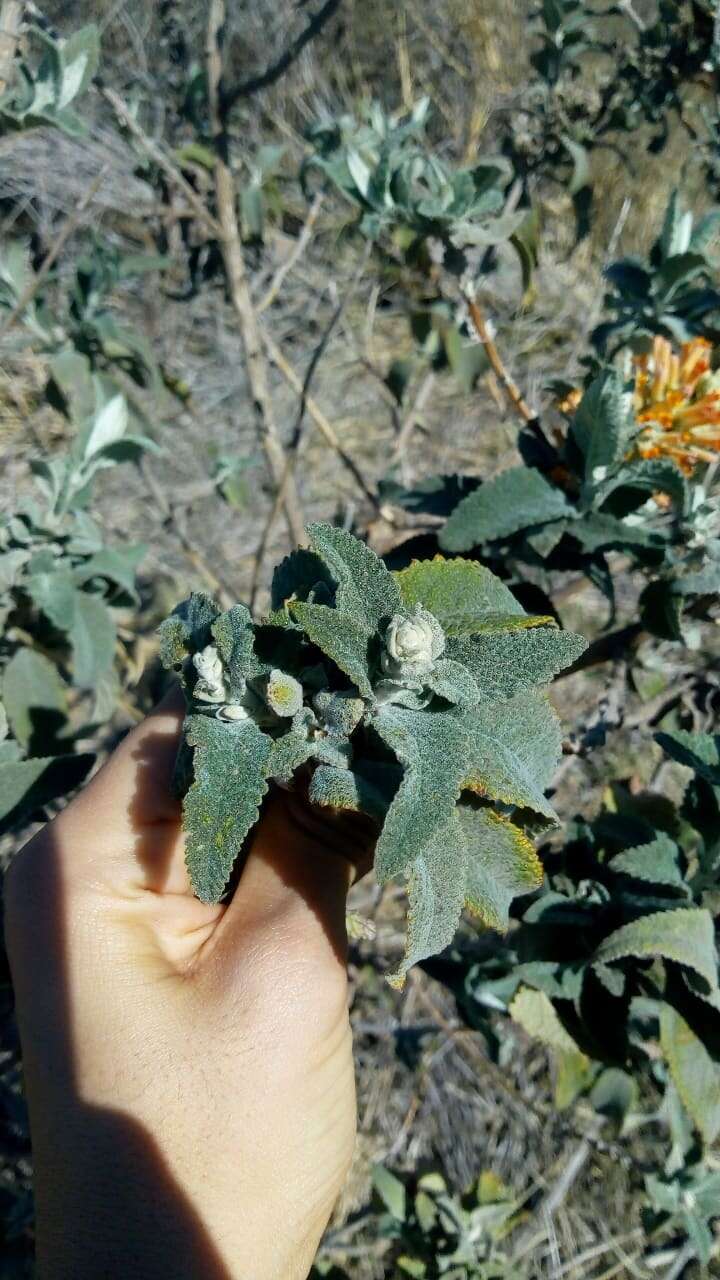 Image of Buddleja tubiflora Benth.