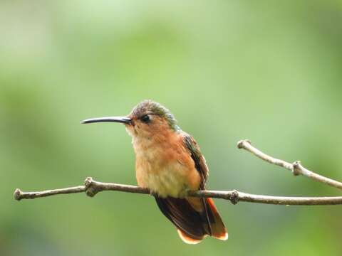 Image of Rufous Sabrewing