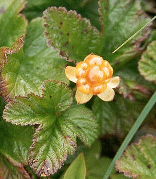 Rubus chamaemorus L. resmi