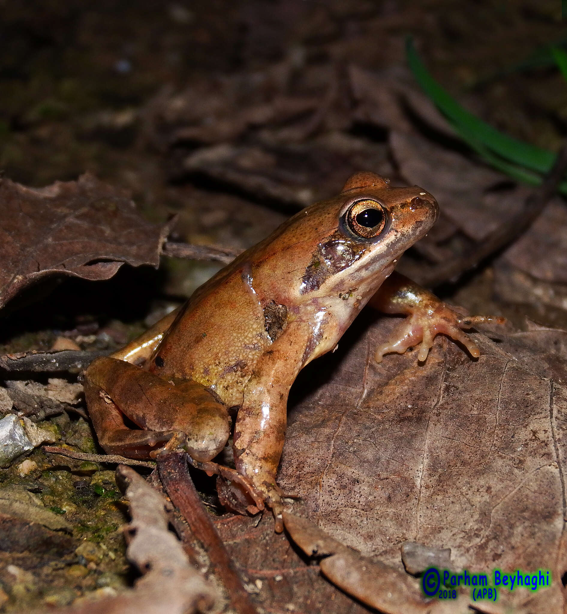 Image of Rana pseudodalmatina Eiselt & Schmidtler 1971