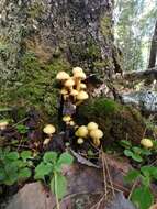 Image of Pholiota alnicola (Fr.) Singer 1951