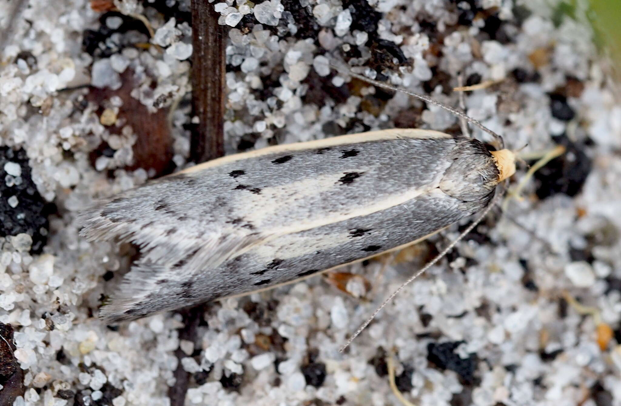 Image of Philobota atmobola Meyrick 1889