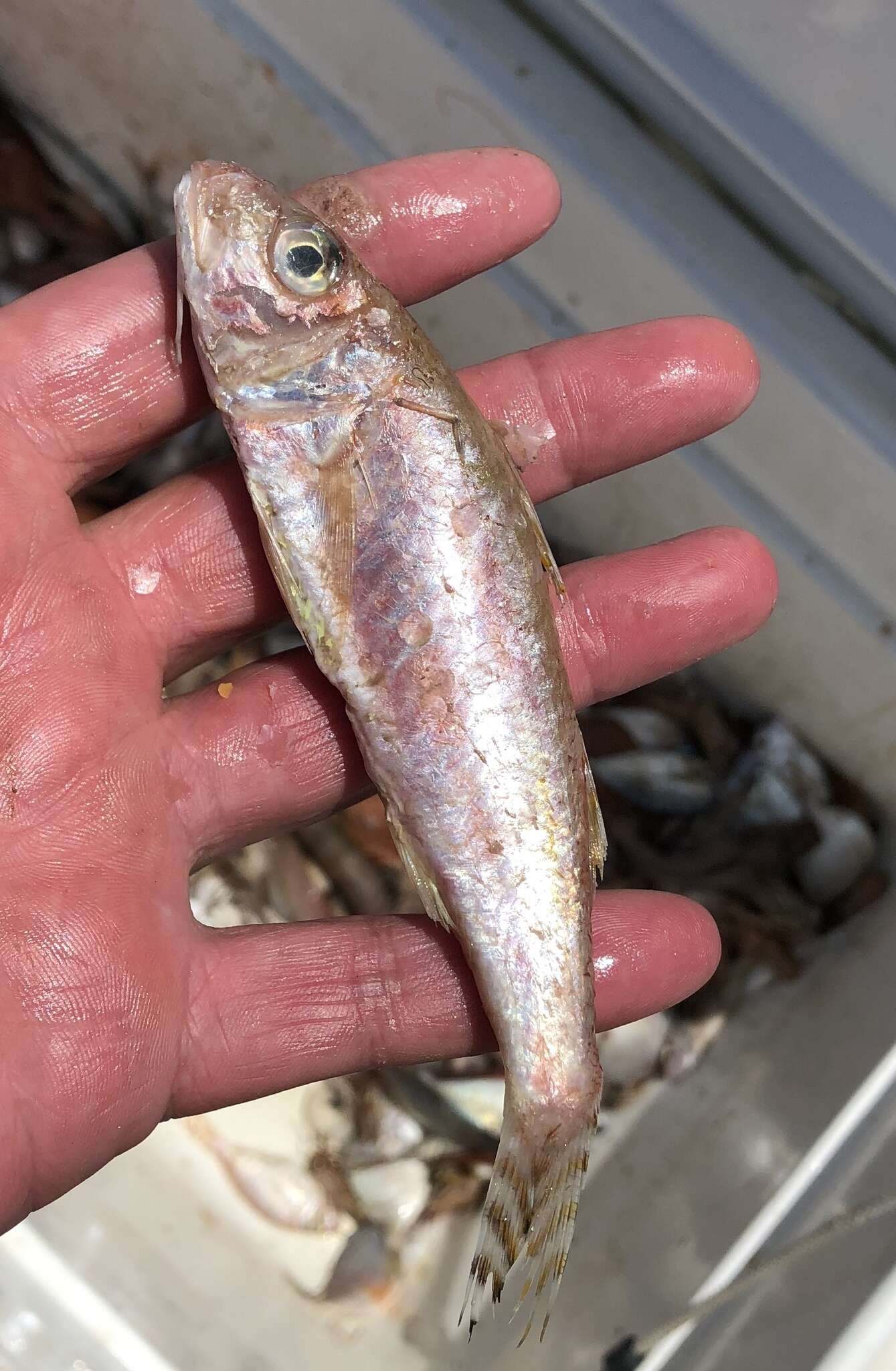 Image of Dwarf Goatfish