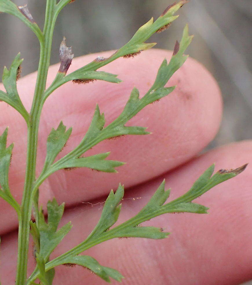 Image of Asplenium adiantum-nigrum var. solidum (Kunze) J. P. Roux