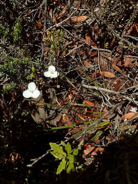 Image de Libertia mooreae Blanchon, B. G. Murray & Braggins