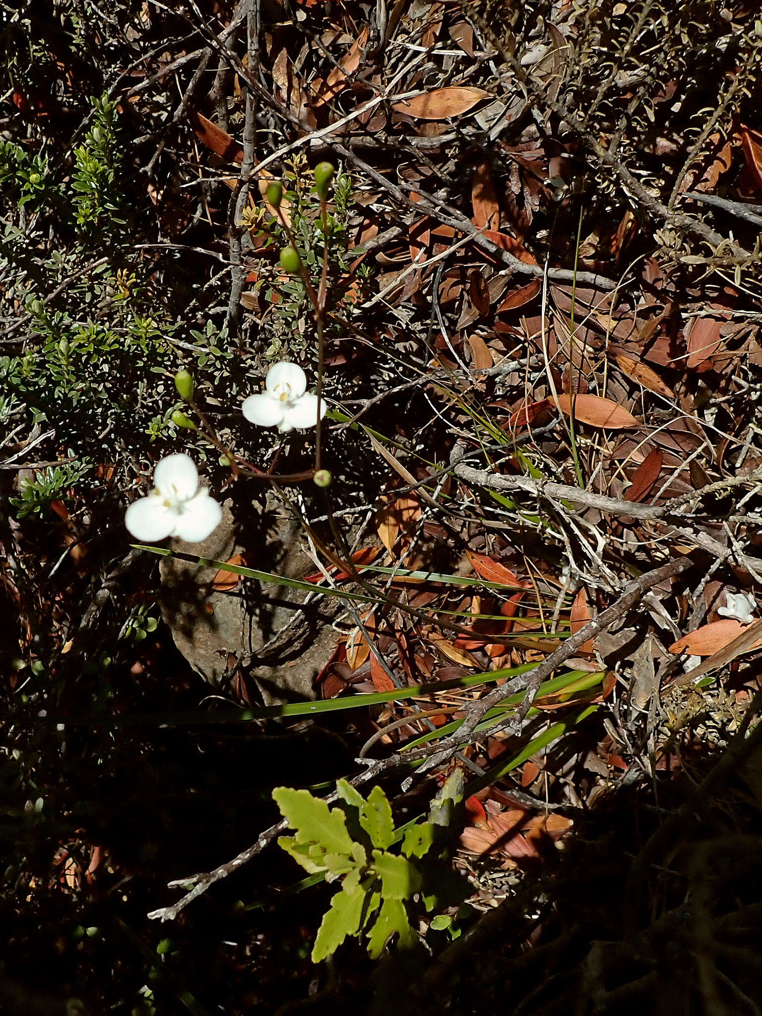 Image de Libertia mooreae Blanchon, B. G. Murray & Braggins