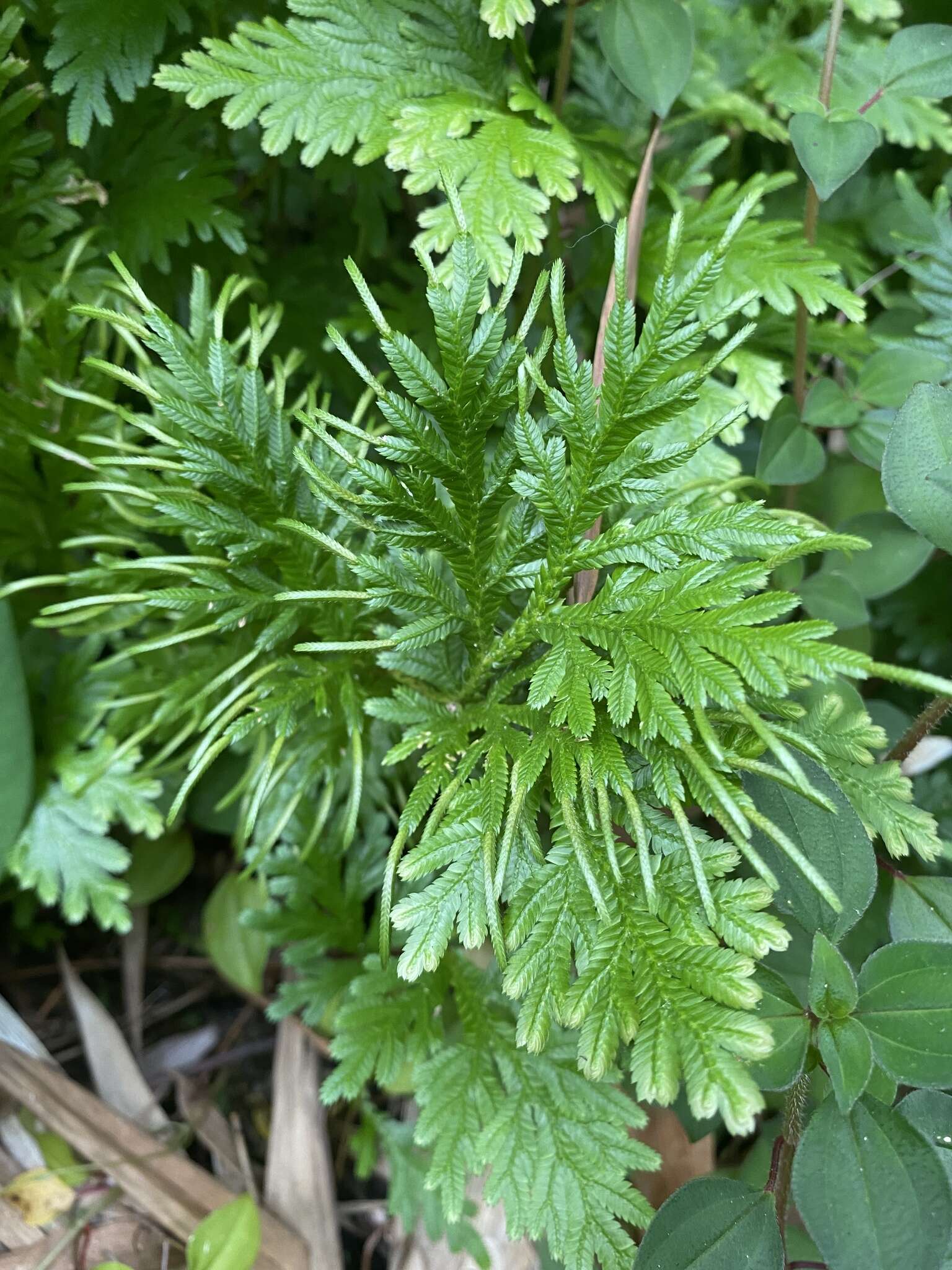 Image of Asian spikemoss