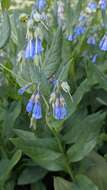 Image of aspen bluebells