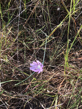 Image of Texas skeletonplant